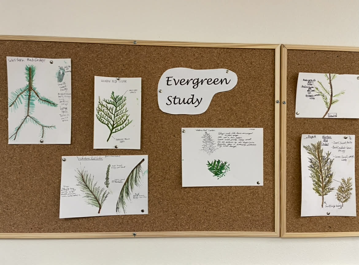 Student nature study board featuring evergreen drawings